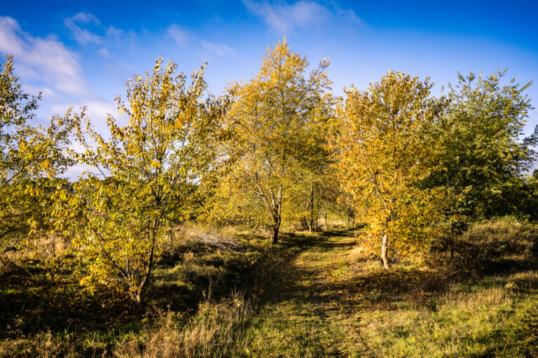 landschaftsfotografie fotografie nuthe-urstromtal Herbst bodstedt bodden