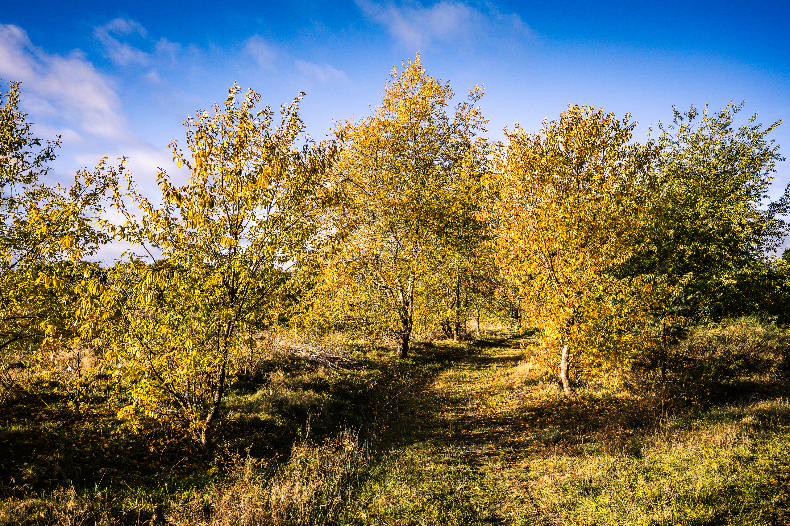 landschaftsfotografie fotografie nuthe-urstromtal Herbst bodstedt bodden