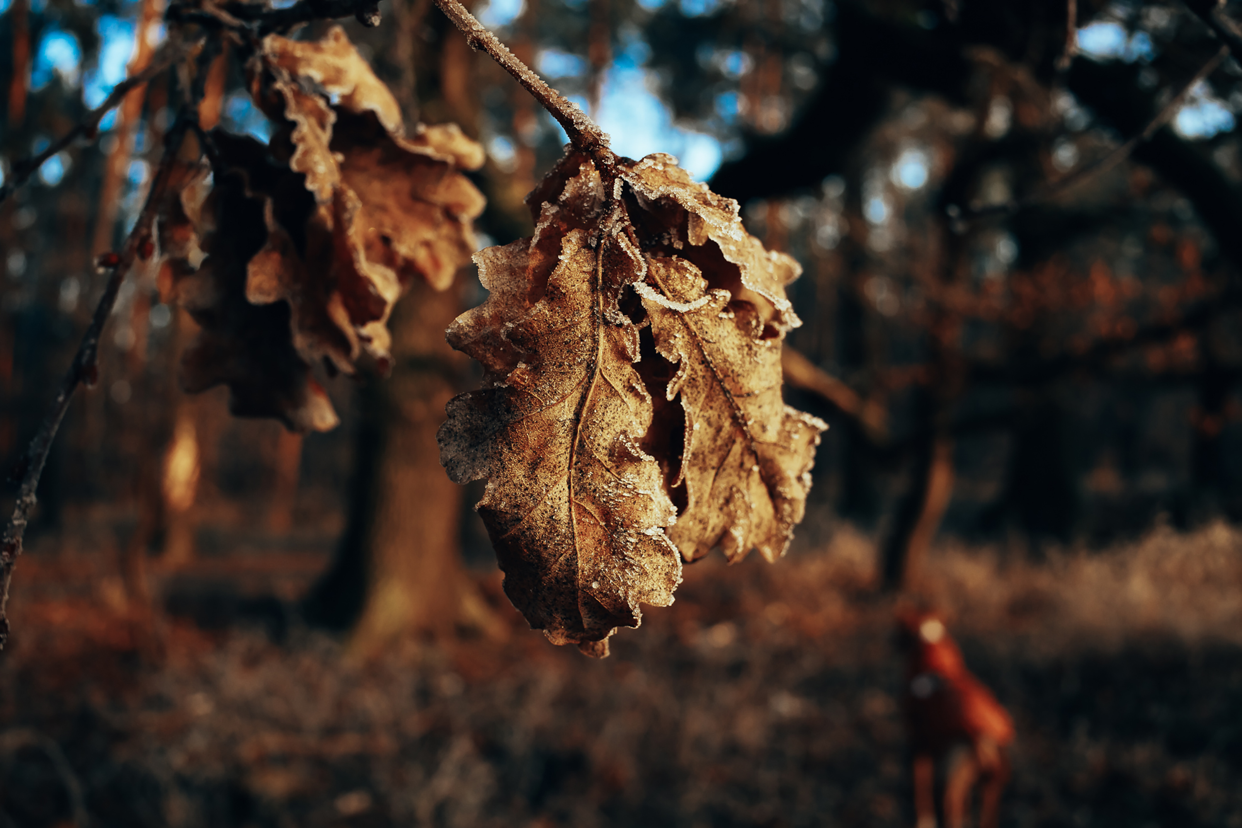landschaftsfotografie nuthe-urstromtal tom geissler