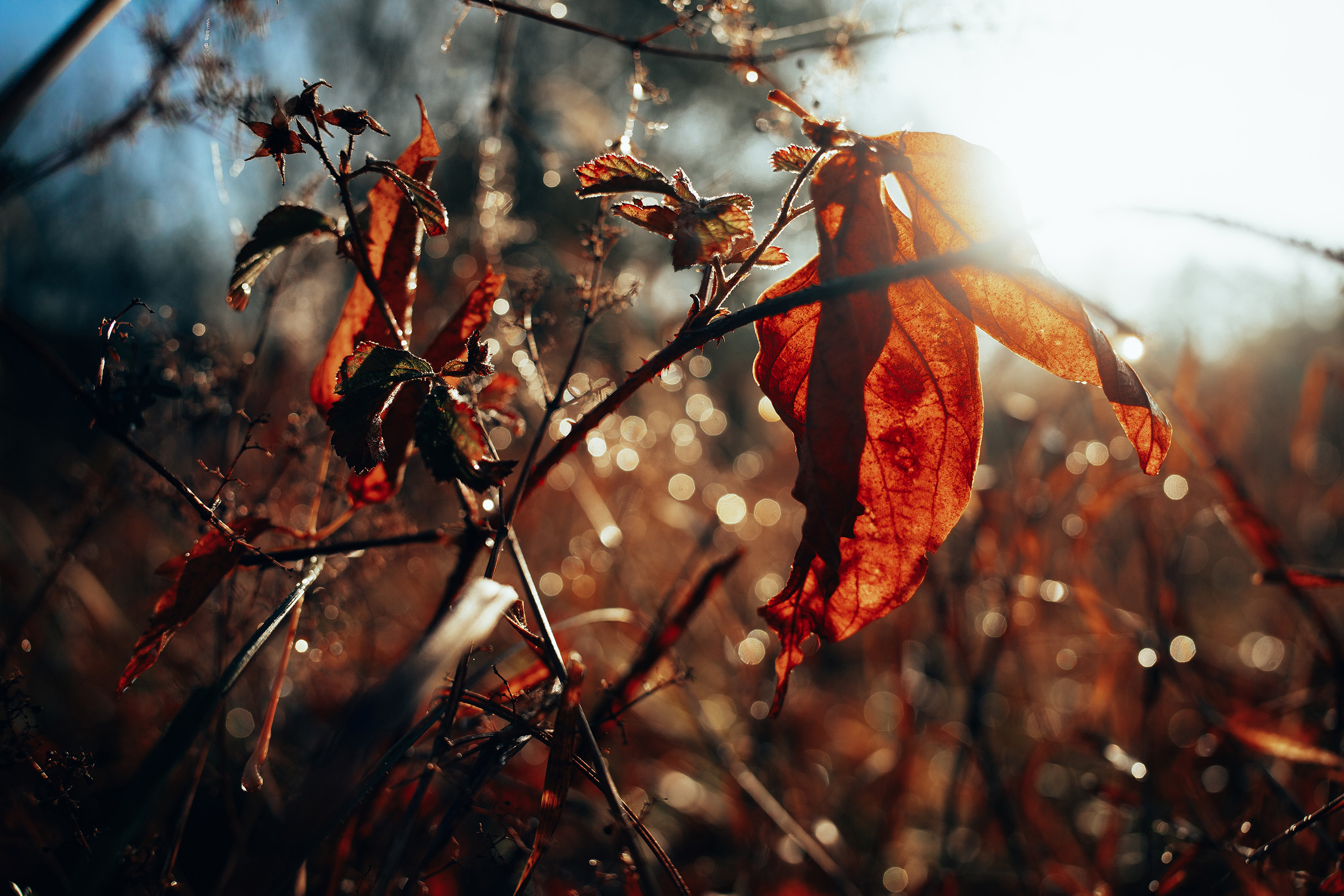 landschaftsfotografie nuthe-urstromtal tom geissler
