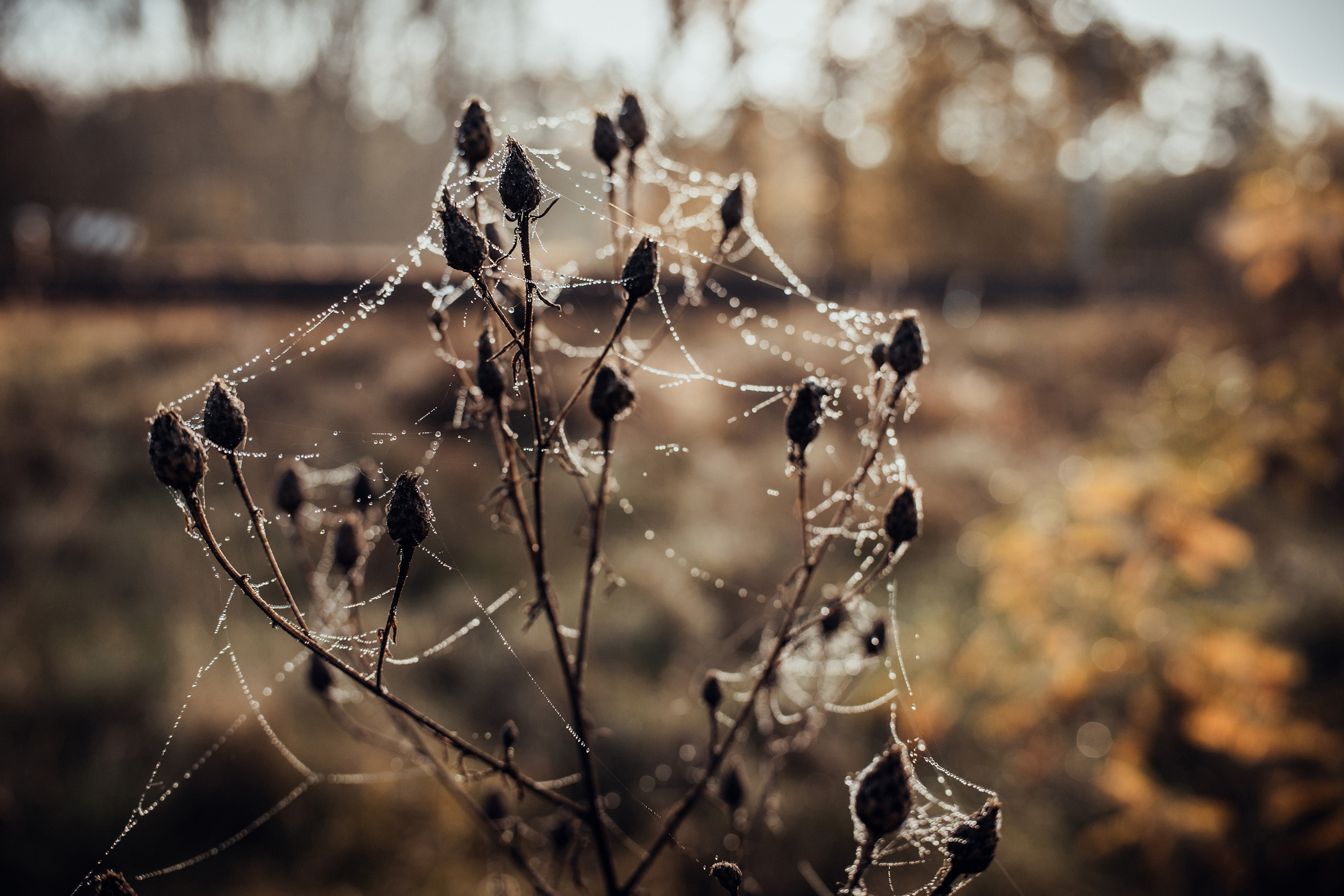 landschaftsfotografie nuthe-urstromtal tom geissler