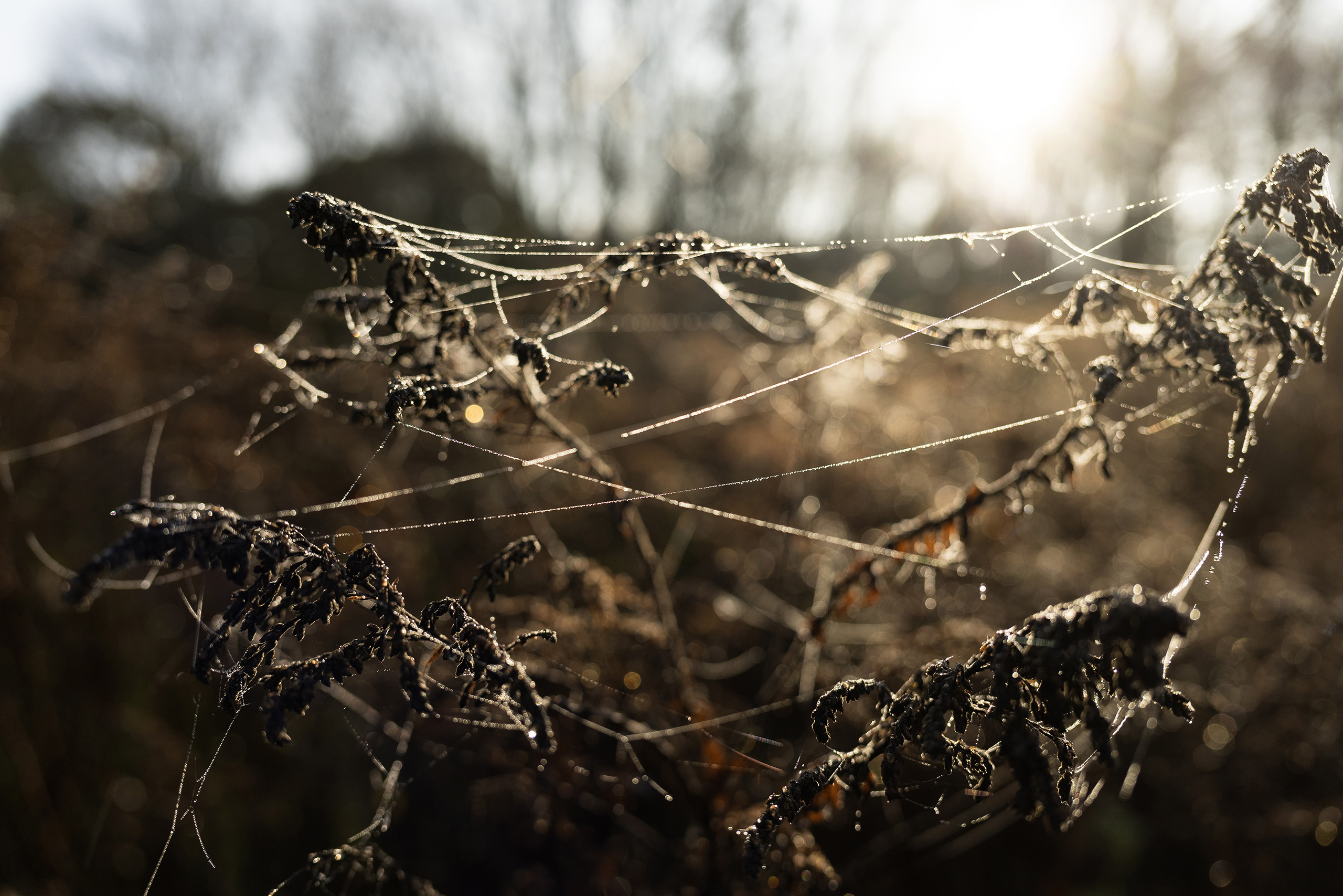 landschaftsfotografie nuthe-urstromtal tom geissler
