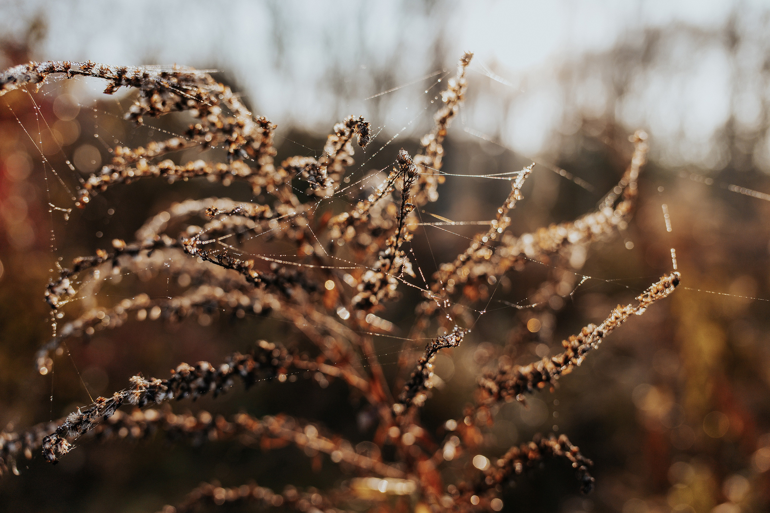 landschaftsfotografie nuthe-urstromtal tom geissler