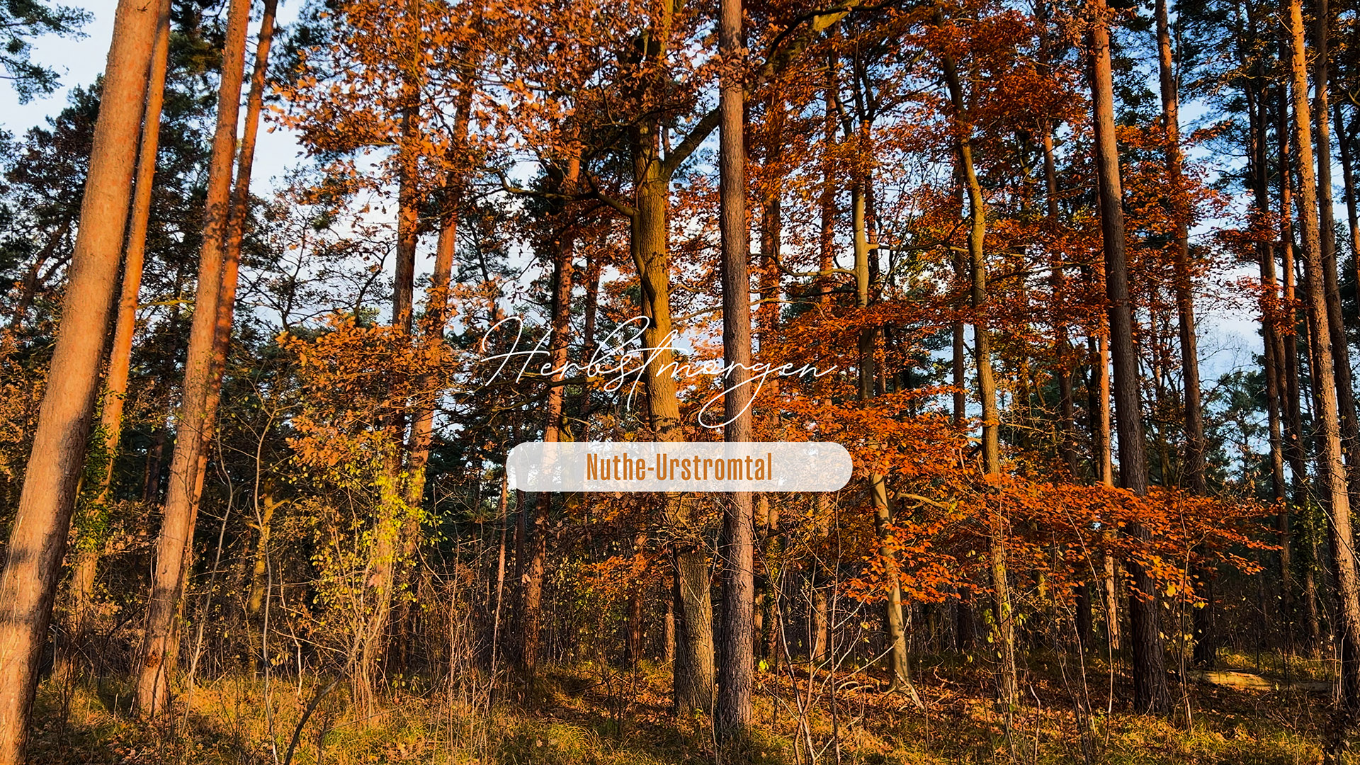 Herbst Morgen Videoproduktion Nuthe-Urstromtal