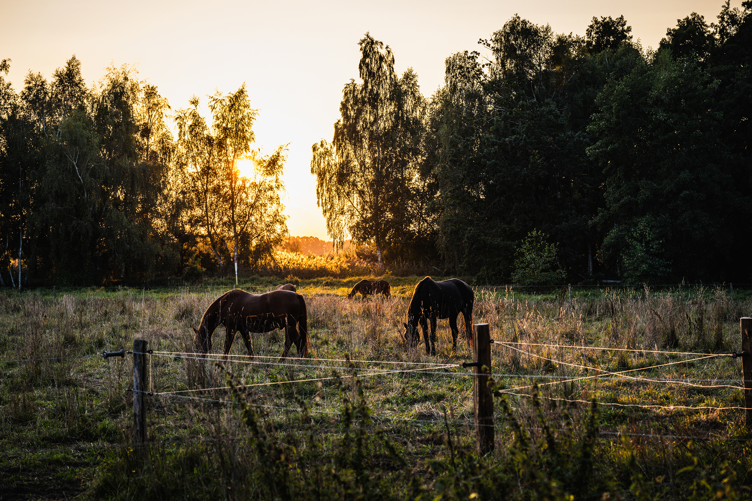 Naturidylle Stangenhagen